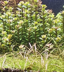 Helanthium tenellum ´Red´ (2 foto / 2)