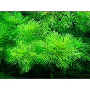 Myriophyllum mattogrossense (1 foto / 3)