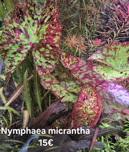 Nimphea micrantha (2 foto / 4)
