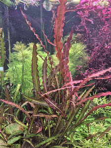 Aponogeton crispus red (2 foto / 2)