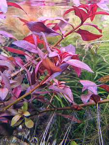 Ludwigia repens Rubin (1 foto / 1)