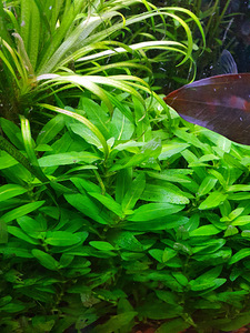 Staurogyne repens (1 foto / 1)
