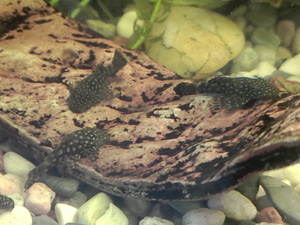 Noored antsitrudid, guppid, mollid, mõõksabadpeciliad (3 foto / 3)