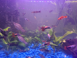 Guppid (2 foto / 3)