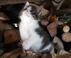 Котенок ищет дом! (1 фото из 4)