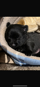 Schipperke (3 foto / 3)