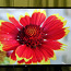 43 LG 4K UHD HDR LED TV GARANTII (foto #3)