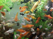 Akvaariumi kalad ja taimed