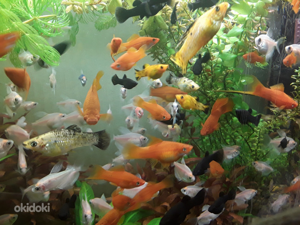 Akvaariumi kalad ja taimed (foto #1)