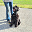 Vene Must Terier / Black Russian Terrier kutsikas (foto #2)