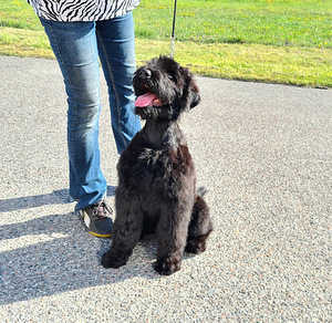 Vene Must Terier / Black Russian Terrier kutsikas (2 foto / 2)