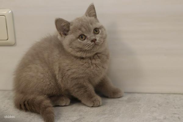 Британские короткошерстные котята (фото #2)