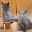 Briti lühikarvalised kassipojad (foto #3)