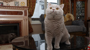 Briti sirelipoiss (3 foto / 4)