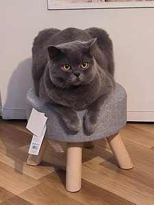 Британский кот (1 фото из 3)