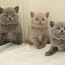 Briti lühikarvalised kassipojad (foto #3)