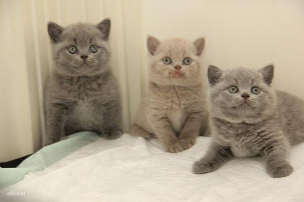 Британские котята короткошерстные (фото #3)