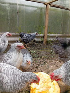 Leghorn Hõbedane (Borkovskaja Barvistaja) (1 foto / 3)