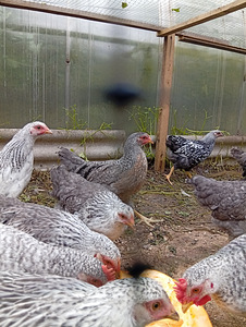 Leghorn Hõbedane (Borkovskaja Barvistaja) (3 foto / 3)