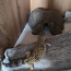 Леопардовый геко (фото #3)