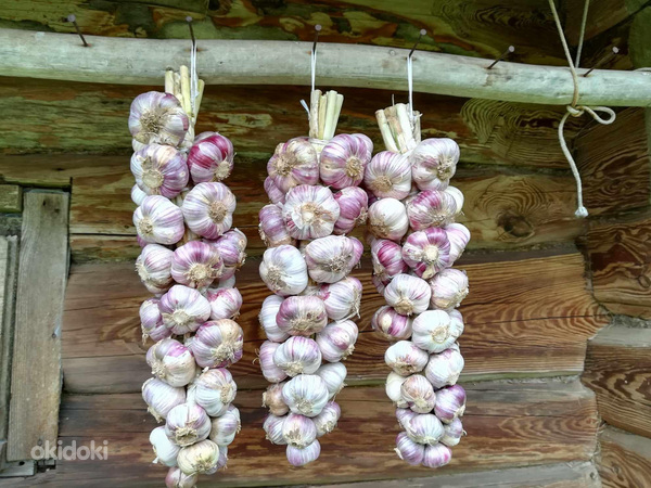 Küüslauk/ Küüslaugu punutised.