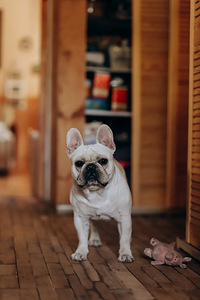 Prantsuse buldog otsib pruuti. (2 foto / 5)