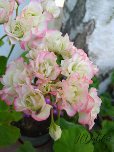 Pelargoonium Apple Blossom Rosebud (1 foto / 4)