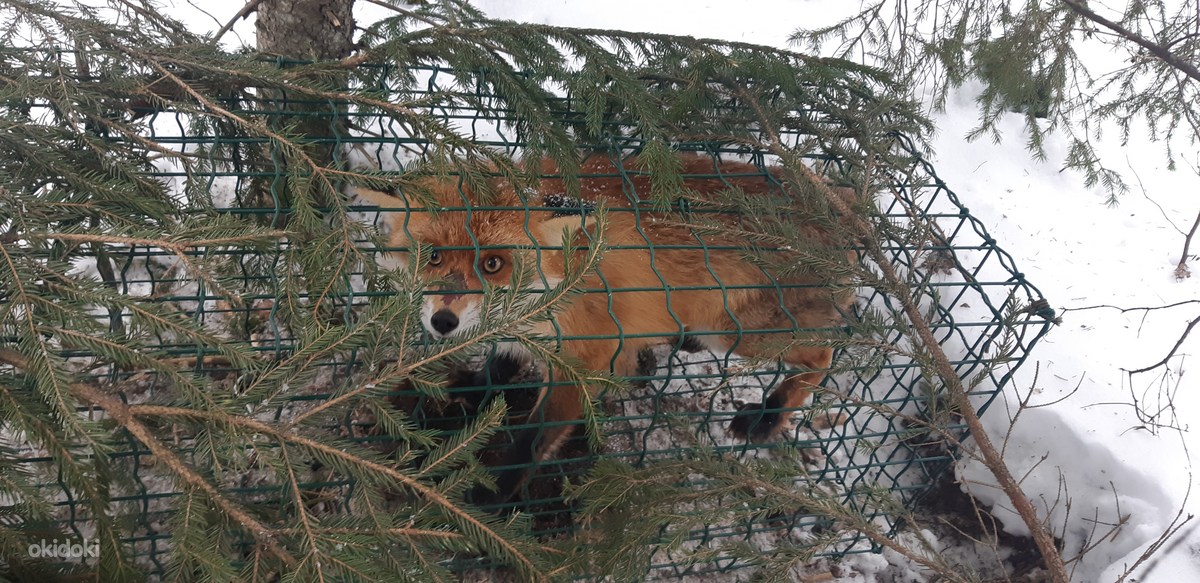 Как можно поймать хорька