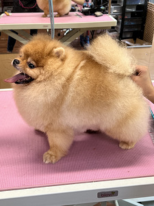 Pomeranian spits otsib pruuti (2 foto / 3)