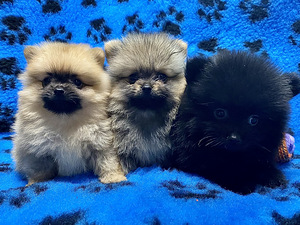 Pomeranian spits otsib pruuti (3 foto / 3)