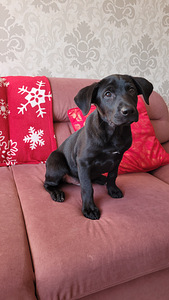 Labrador kutsikad. Metis labrador kutsikad (2 foto / 2)