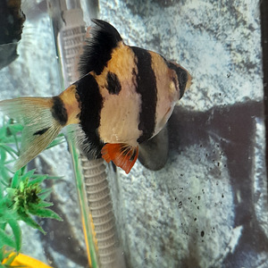 Barbus