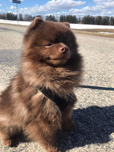 Мы ищем невесту (4 фото из 4)