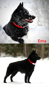 Schipperke kutsikas (5 foto / 6)