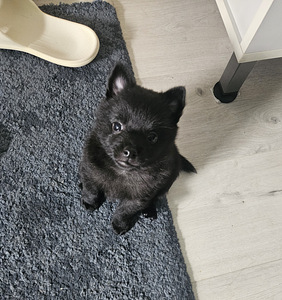 Schipperke kutsikas (4 foto / 6)