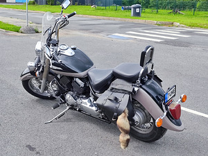 Yamaha XVS 650 Drag Star (2 foto / 10)