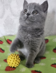 Британские котята (4 фото из 8)