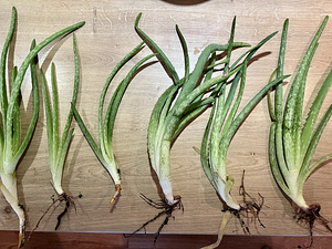 Aloe vera (Harilik aaloe) (2 foto / 5)