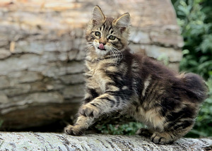Kurili bobtail kassipojad (3 foto / 10)