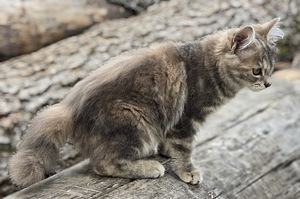 Kurili bobtail kassipojad (7 foto / 10)