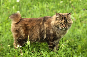 Kurili bobtail kassipojad (10 foto / 10)