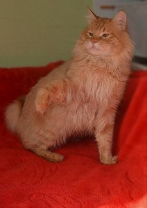 Kurili bobtail kassipojad (1 foto / 10)
