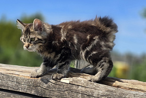 Väike ilves Kurili bobtail (8 foto / 10)
