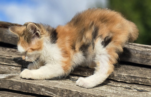 Väike ilves Kurili bobtail (6 foto / 10)
