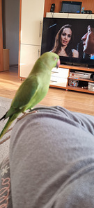 Kaelakee papagoi (7 foto / 10)
