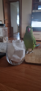 Kaelakee papagoi (9 foto / 10)