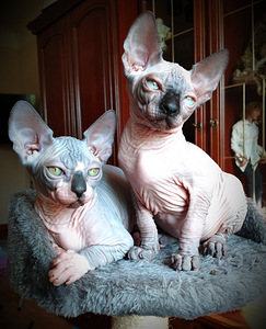 Canada sphynx kassipojad (1 foto / 10)