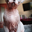Котята канадского сфинкса (фото #3)