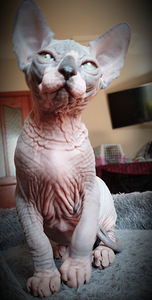 Canada sphynx kassipojad (3 foto / 10)