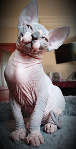 Canada sphynx kassipojad (10 foto / 10)